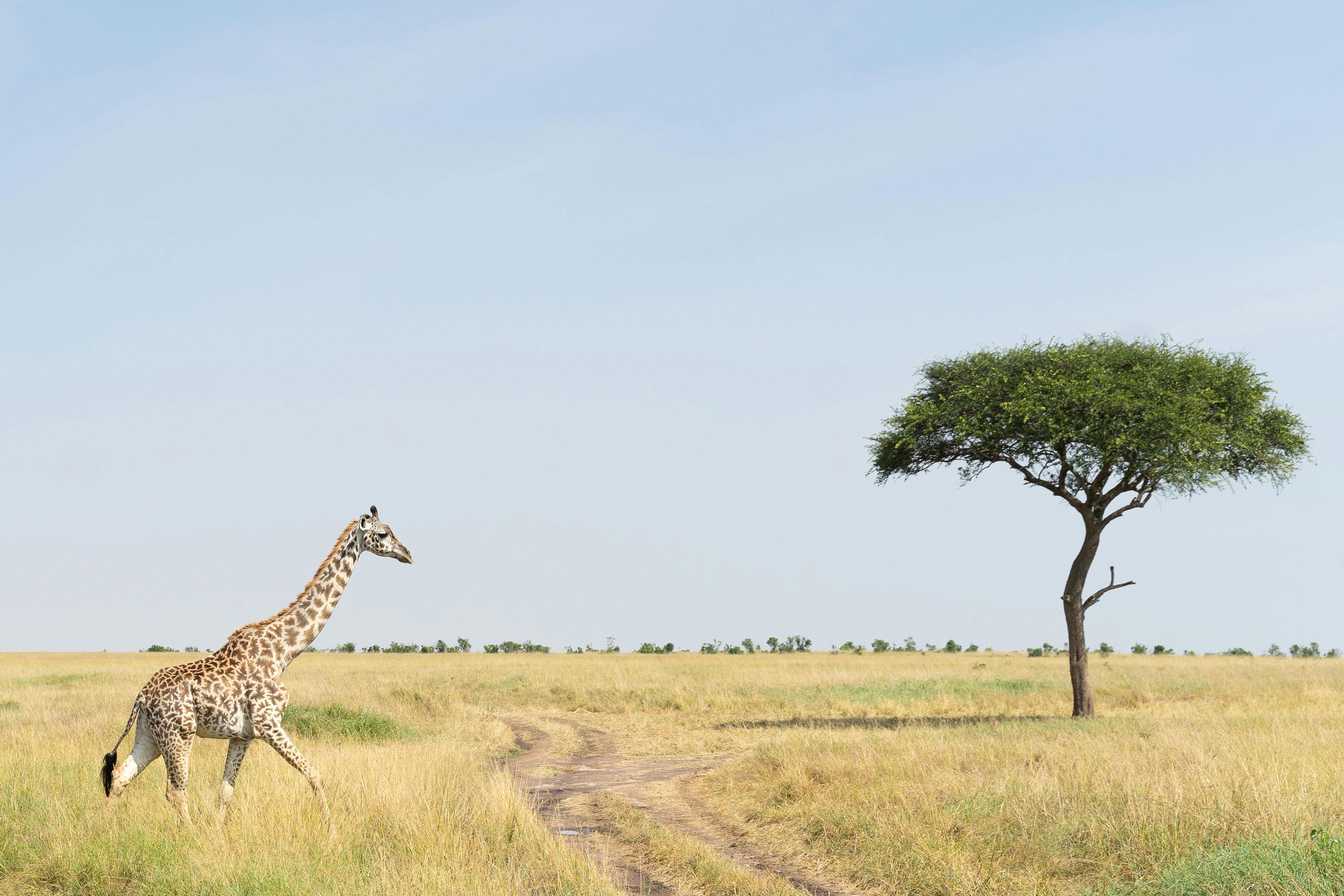 Acacia Savannah Plains