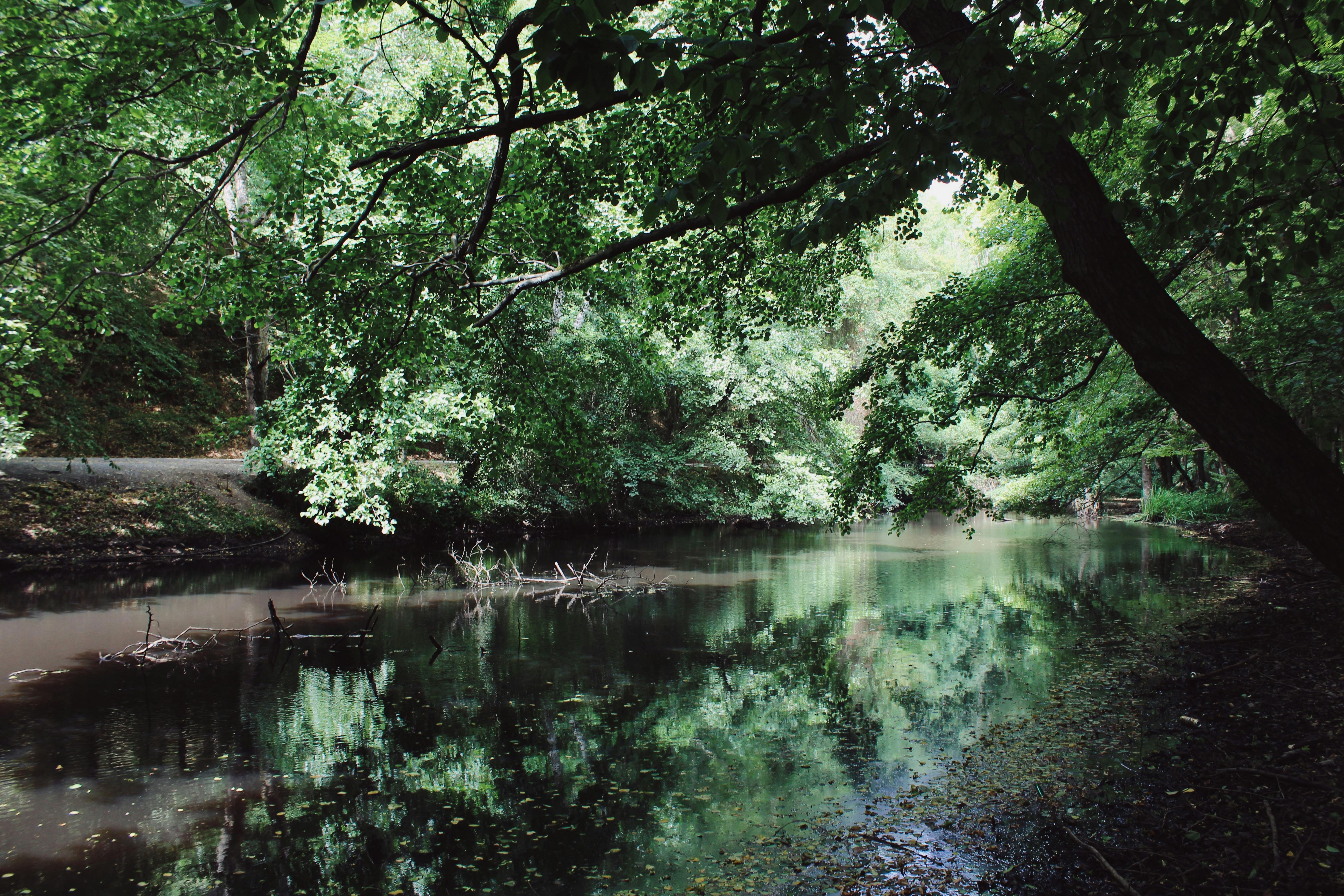 Landscape Detail