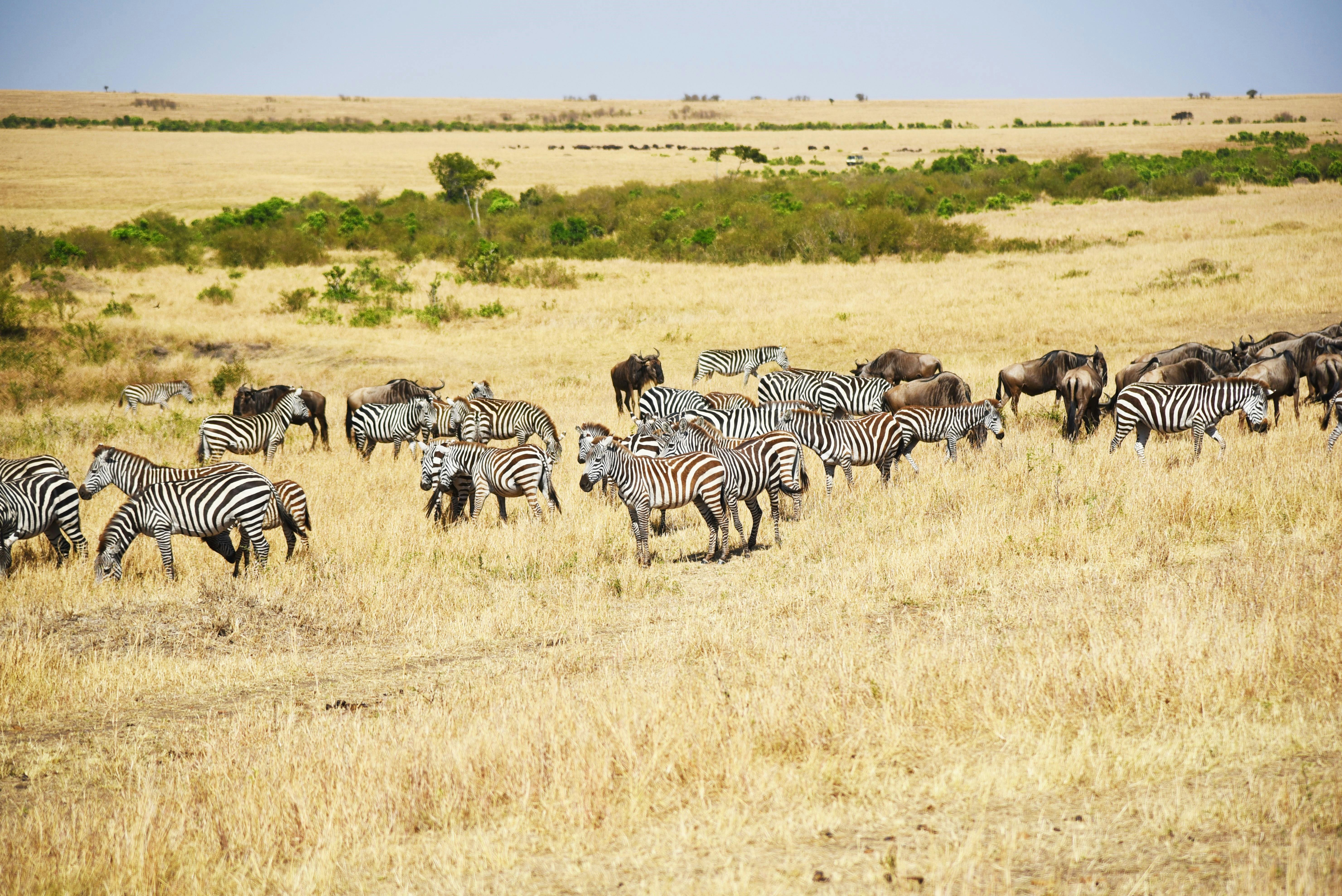 Grassland Plains