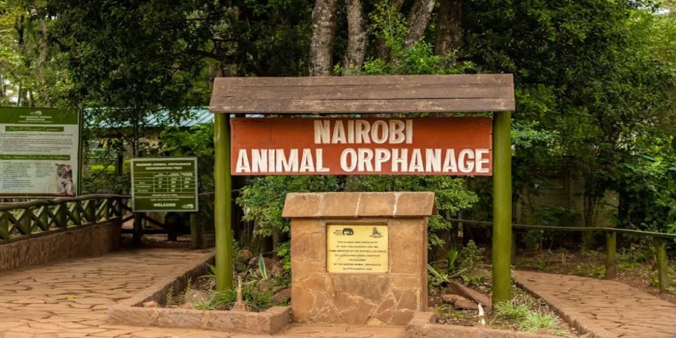 KWS Upgrades Nairobi Animal Orphanage – What It Means for Wildlife Conservation