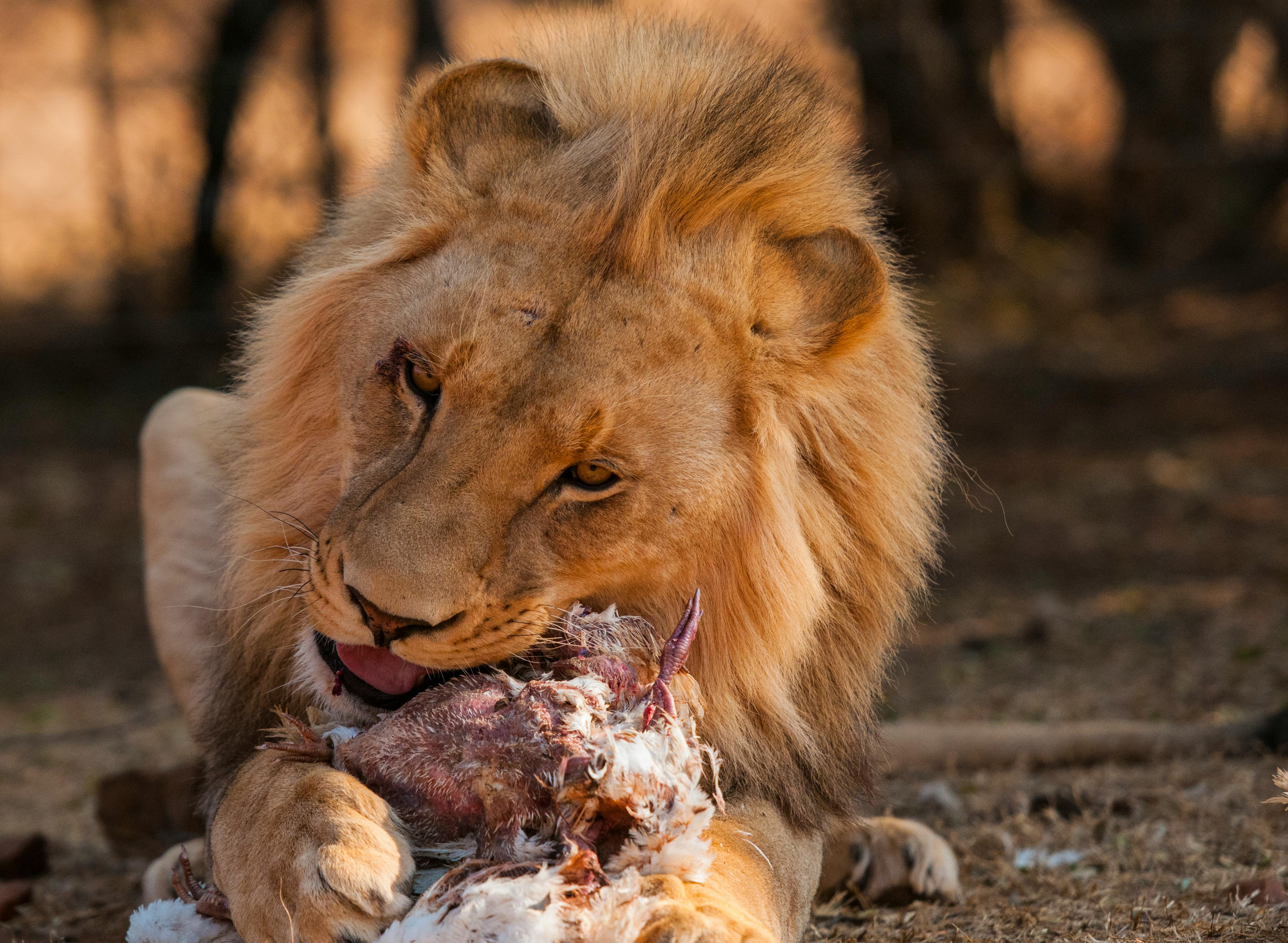 African Lion