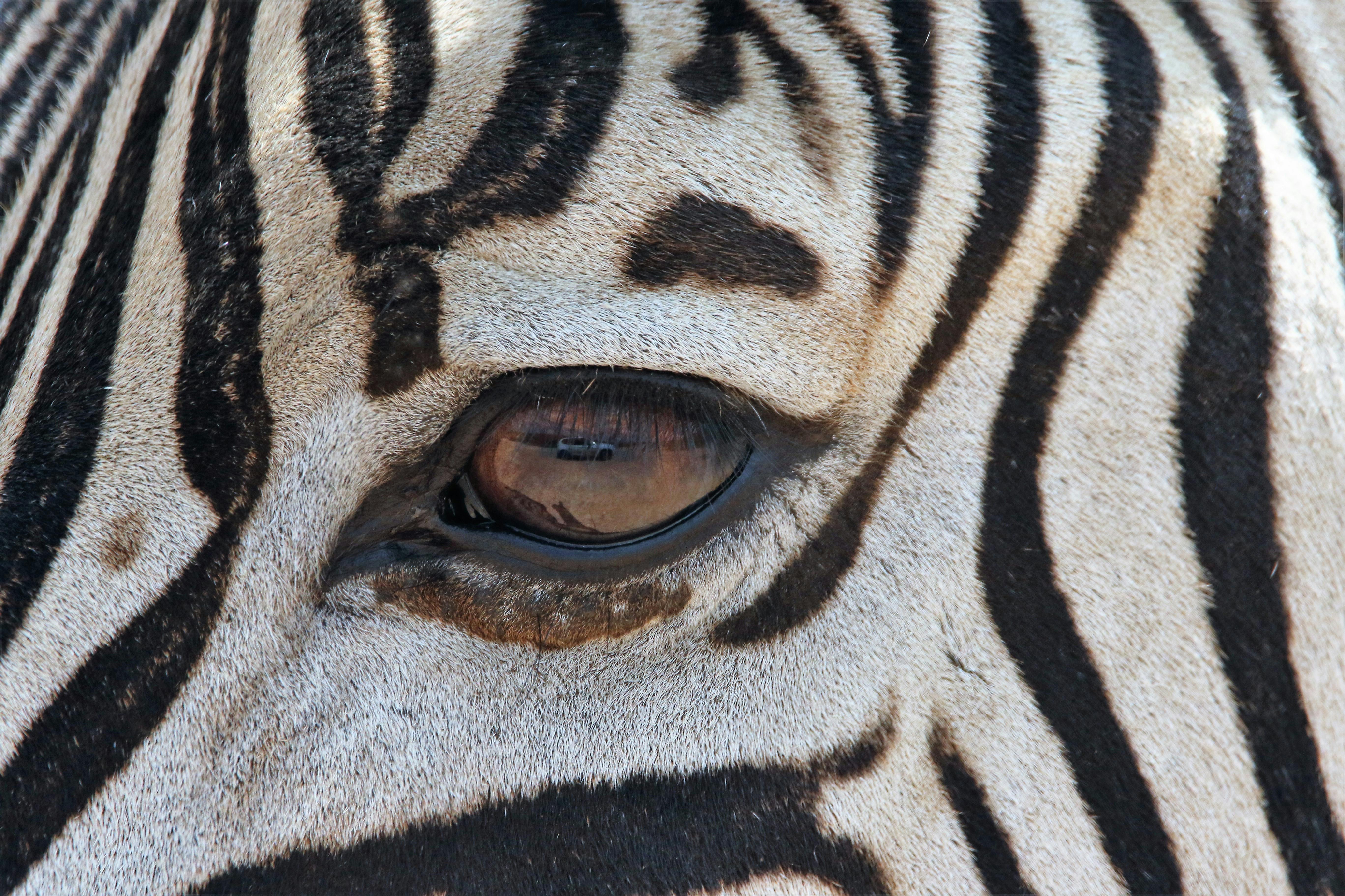 Plains Zebra